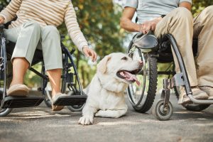 Couple in Wheelchairs with Dog in Park